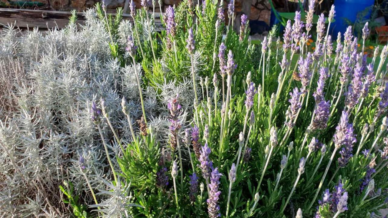 Вилла Mary'S Garden Tulisevica Экстерьер фото
